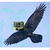 :iconwillowwispwolf: