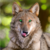 :iconwillowwolf456: