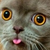 WillRedMadness :iconwillredmadness: