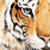 :iconwillustration: