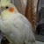 :iconwind1294: