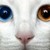 :iconwindchime1212: