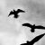 :iconwindow-bird: