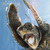:iconwindowsmn: