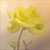 :iconwindridge-rose: