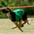 :iconwindspritewhippet: