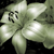 :iconwindsyren-201: