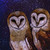 Wingabel :iconwingabel: