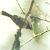 :iconwingchimes: