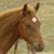 :iconwinged-filly: