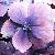 :iconwinged-freedom: