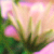 :iconwinged-freedom: