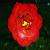 :iconwinged38:
