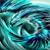 :iconwingedbirdy: