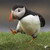 :iconwingednflying: