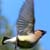 :iconwingfoot15: