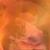 :iconwinginthefire: