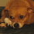 :iconwingrat: