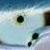 :iconwingsoffate: