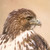 :iconwingsongfire: