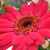 :iconwingspan91089: