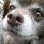 WingsThings :iconwingsthings: