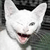 :iconwinkcatplz: