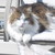 :iconwinstonkitty414:
