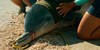 :iconwinter-dolphin-fc: