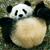:iconwinter-panda: