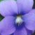 :iconwinter-violet06: