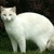 :iconwinterfur123: