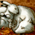 :iconwinterimp: