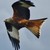 :iconwinterkite: