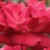 :iconwinterorchid215:
