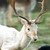 :iconwinters-hart: