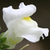 :iconwintersnapdragon: