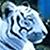 :iconwinterstar100: