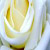 WintersWhiteRose :iconwinterswhiterose: