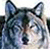 :iconwinterwolfin: