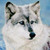 :iconwintyrwolf: