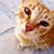 :iconwird-lulu: