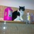 :iconwise-cat:
