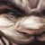 :iconwise-irbis:
