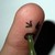 :iconwisealma: