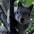 :iconwiselierre: