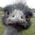 :iconwiseostrich: