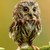 WiseOwl11 :iconwiseowl11: