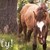 :iconwishing-wells: