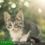 :iconwishkit: